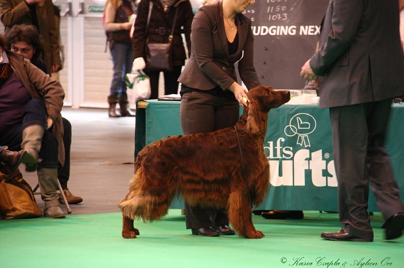 Crufts2011 380.jpg